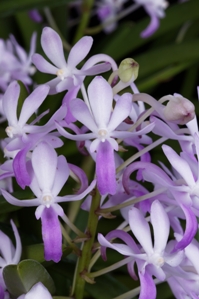 Vandachostylis Lou Sneary Alfred's Delight CCM/AOS 83 pts. Flower